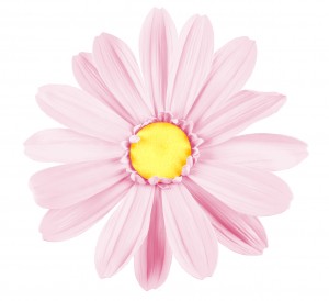 Gerbera